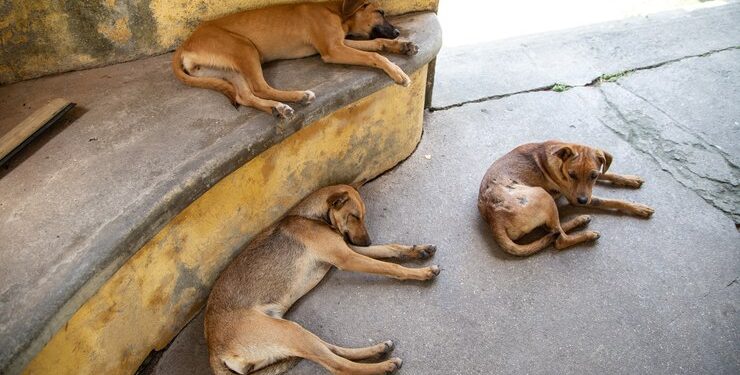 Lei institui Campanha “Fiel Companhia” contra abandono de animais no Rio Grande do Norte