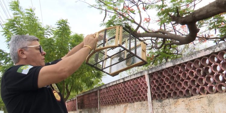Polícia Civil realiza soltura de pássaros silvestres apreendidos em Mossoró
