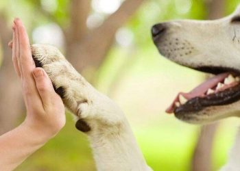 AL/RN aprova projeto que garante direito a pessoa com deficiência estar acompanhado de pet
