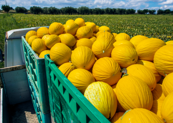 Combustíveis e frutas lideram listas de exportação e importação no RN