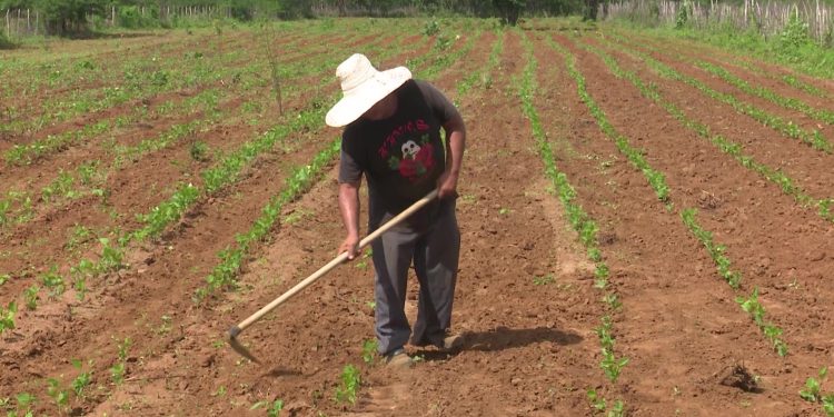 Dia de São José é celebrado com fé e esperança pelos agricultores