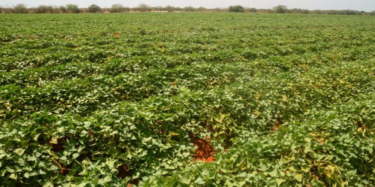 Agricultura fará mutirão de inscrição estadual para produtor rural em três comunidades