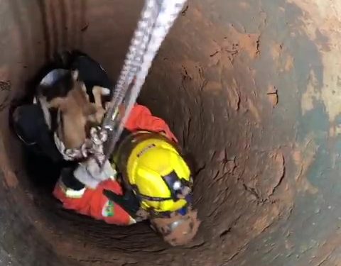 Bombeira entra em cisterna de 30 metros e resgata cachorro em Ceará-Mirim