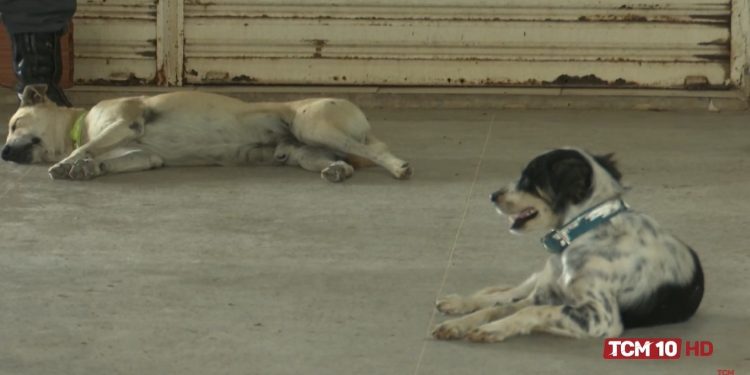 Uern adota medidas de convivência e controle de abandono de animais na instituição