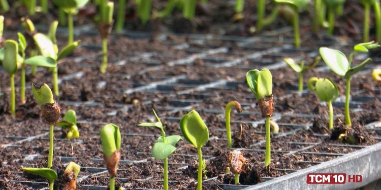 Ufersa está cultivando forrageiras arbóreas para alimentação animal