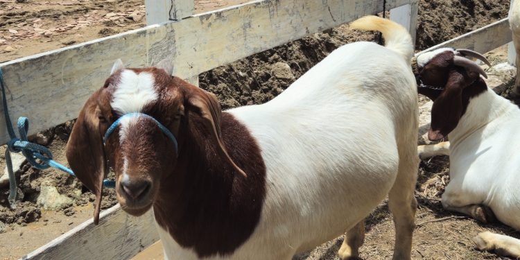 Rota da Ovinocultura avança para o RN e abrangerá as regiões Central e de Mossoró