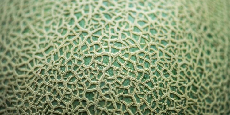 Workshop irá debater o mercado chinês para o melão brasileiro em Mossoró