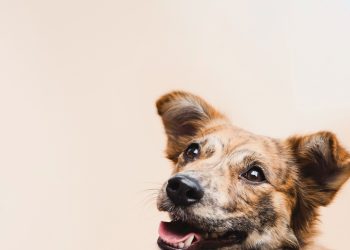 Governo lança programa de identificação e proteção de cães e gatos