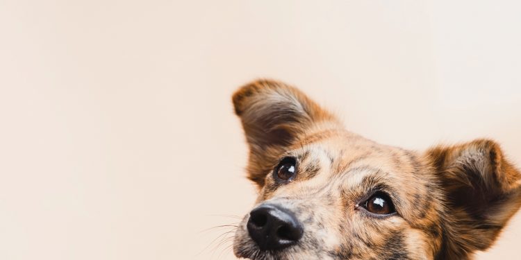 Governo lança programa de identificação e proteção de cães e gatos