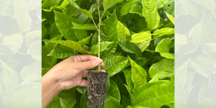 Ufersa lançará nacionalmente nova variedade de porta-enxerto de maracujazeiro