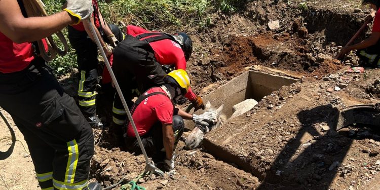 Bombeiros resgatam cavalo que caiu em bueiro no Bairro Belo Horizonte