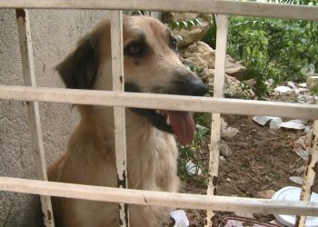 Cadela que era mantida presa sem comida e água é resgata por ONG