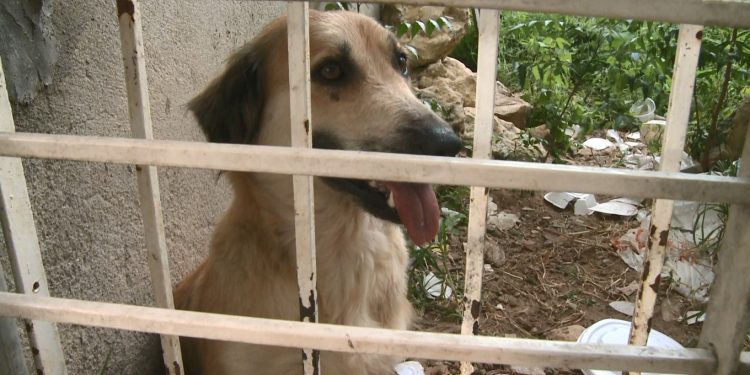Cadela que era mantida presa sem comida e água é resgata por ONG