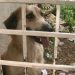 Moradora denuncia maus-tratos à cadela presa sem água e sem comida