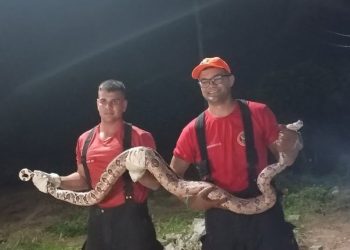 Bombeiros resgatam cobra dentro de galinheiro em Apodi