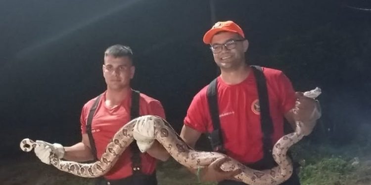 Bombeiros resgatam cobra dentro de galinheiro em Apodi