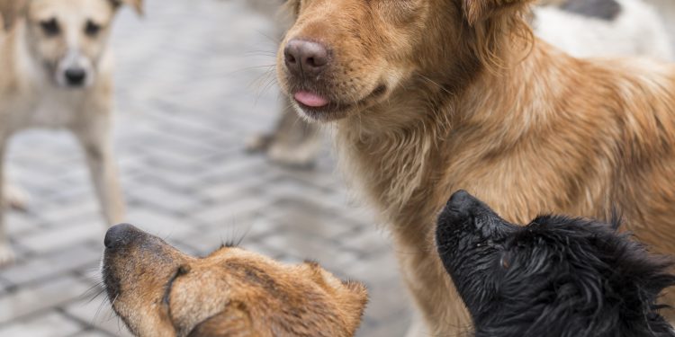 Mossoró realiza audiência pública sobre proteção animal e ressocialização no sistema prisional nesta sexta (25)