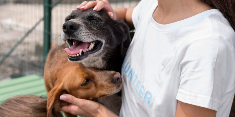 Abertas inscrições para audiência que debaterá proteção animal e ressocialização de apenados em Mossoró