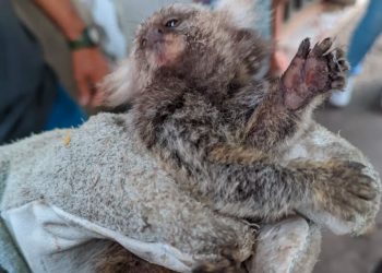 Pelotão Ambiental da Guarda Municipal realiza resgate de sagui no bairro Paredões