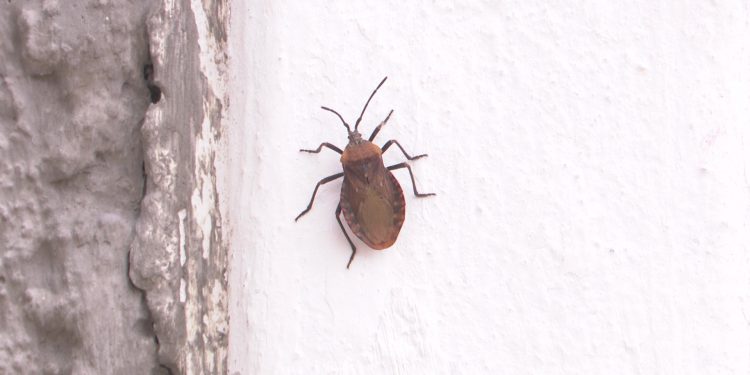 “Eles invadem tudo”, relatam moradores após infestação de besouros