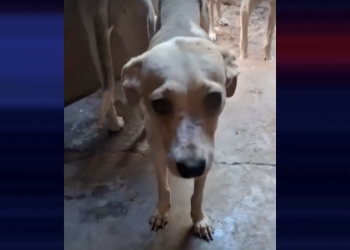 “Não há um lugar em Mossoró para recebê-los”, diz delegado sobre resgate de 10 cachorros