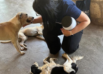 Uern realiza campanha “Ração Solidária” em apoio a protetores de animais