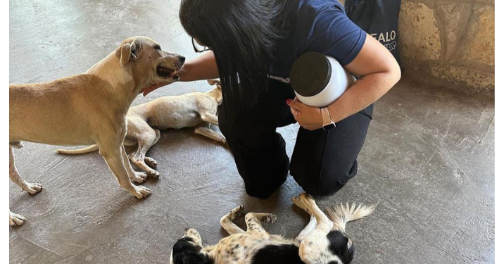 Uern realiza campanha “Ração Solidária” em apoio a protetores de animais