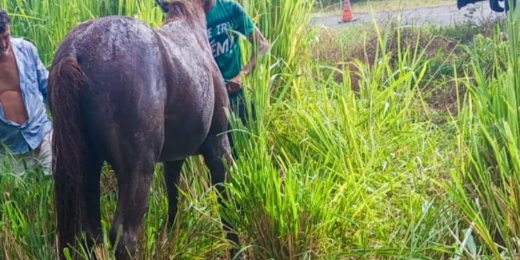 Corpo de Bombeiros resgata cavalo preso em fossa na zona rural de Pau dos Ferros