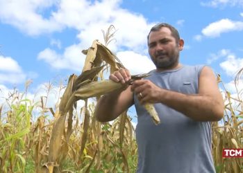 Agricultores estimam perda de 95% na produção de milho em Mossoró