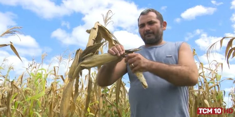 Agricultores estimam perda de 95% na produção de milho em Mossoró