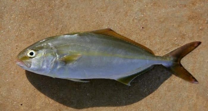 Suspeita de intoxicação por peixe atinge 13 pessoas em Natal