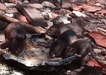 Presença de ratos e lixo em residência preocupa moradores do Santo Antônio