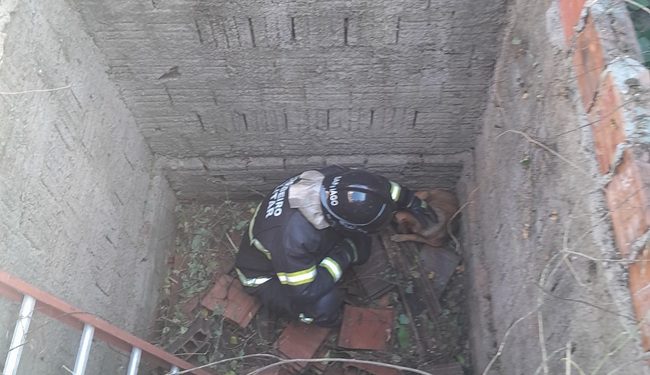 Bombeiros resgatam dois cães de dentro de fossa em Mossoró
