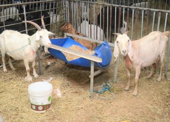 Festa do Bode 2025 acontece de 7 a 10 de agosto