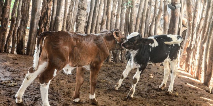 Inseminações artificiais tem continuidade na zona rural de Mossoró nesta quarta-feira (30)