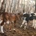 Inseminações artificiais tem continuidade na zona rural de Mossoró nesta quarta-feira (30)