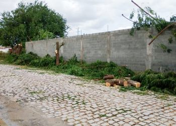 Pelotão de Ação Ambiental conduz homem à delegacia por corte ilegal de árvores em Mossoró