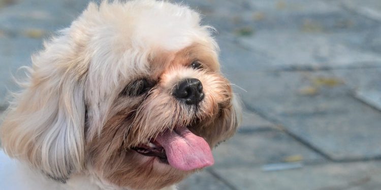 Mossoró inicia vacinação antirrábica na zona urbana nesta sexta-feira (1)