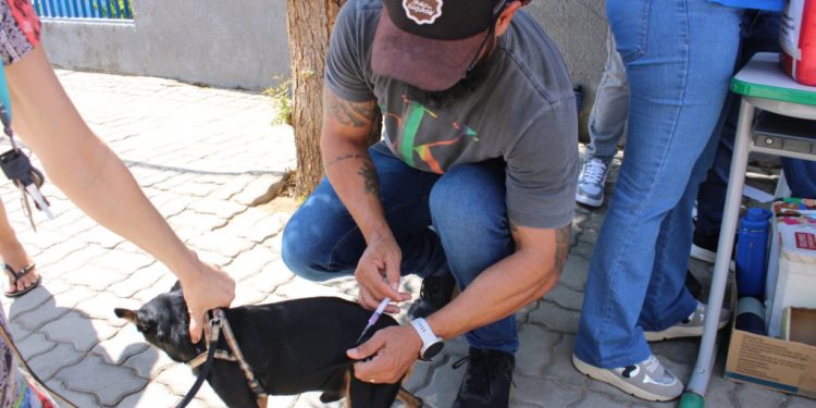 Confira os locais de vacinação antirrábica em Mossoró nesta sexta-feira (8)