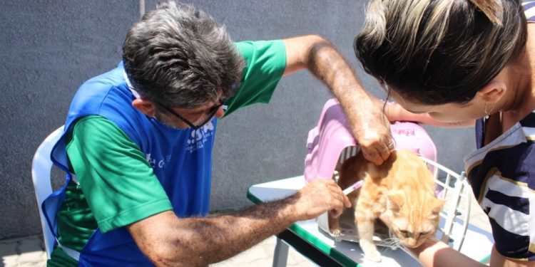 Campanha antirrábica: confira os pontos de vacinação desta semana em Mossoró