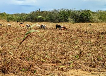 Inscrição para o Garantia Safra 2025/2026 poderá ser realizada também pela internet