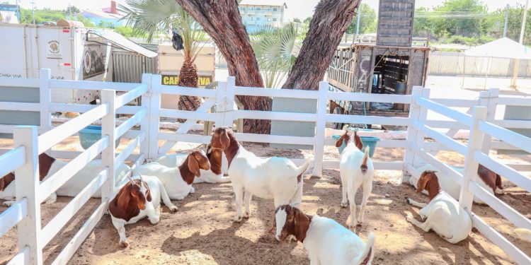 Festa do Bode 2025 começa nesta quinta (07); confira programação completa