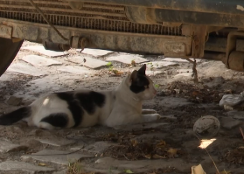 Briga entre vizinhos por causa de cães e gatos vai parar na delegacia em Mossoró