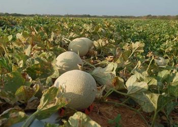 Expofruit 2025 deve movimentar milhões e atrair compradores de vários países