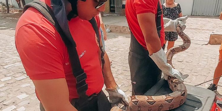 Bombeiros resgatam duas jiboias em residências no município de Assú