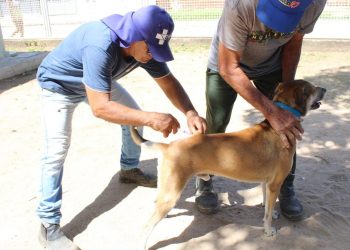 Campanha de vacinação antirrábica terá novos pontos neste fim de semana