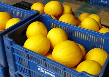 Cana-de-açúcar e melão mantêm liderança, mas produções de soja, açaí, café e uva despontam no RN