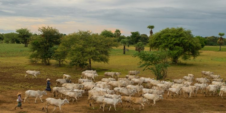 Valor de produção dos produtos da pecuária cresce 15,6% no RN