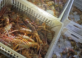 PRF apreende 80 kg de lagosta em fiscalização na BR-101