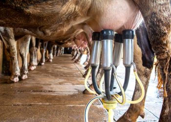 Pecuária leiteira no RN atinge média diária de produção em torno de um milhão de litros